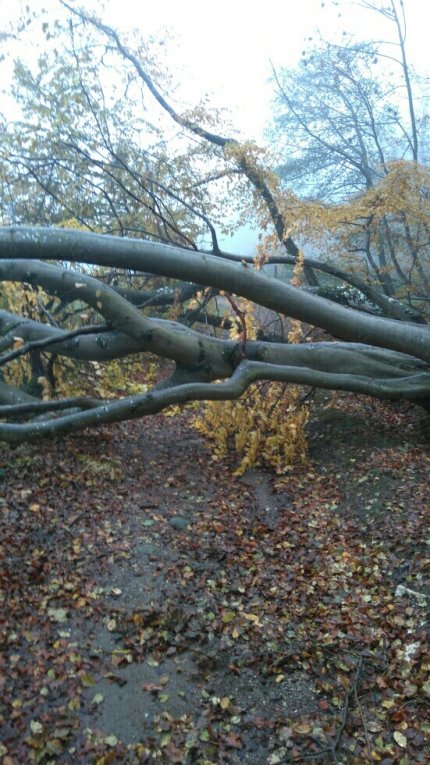 Branches cassées : les travaux continuent...