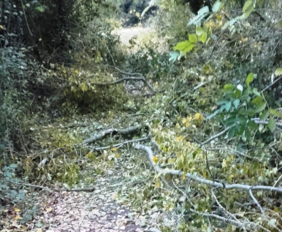 Branches cassées : beaucoup de chemins à dégager