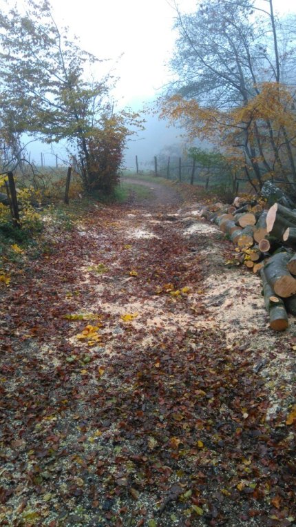 Branches cassées : les travaux continuent...