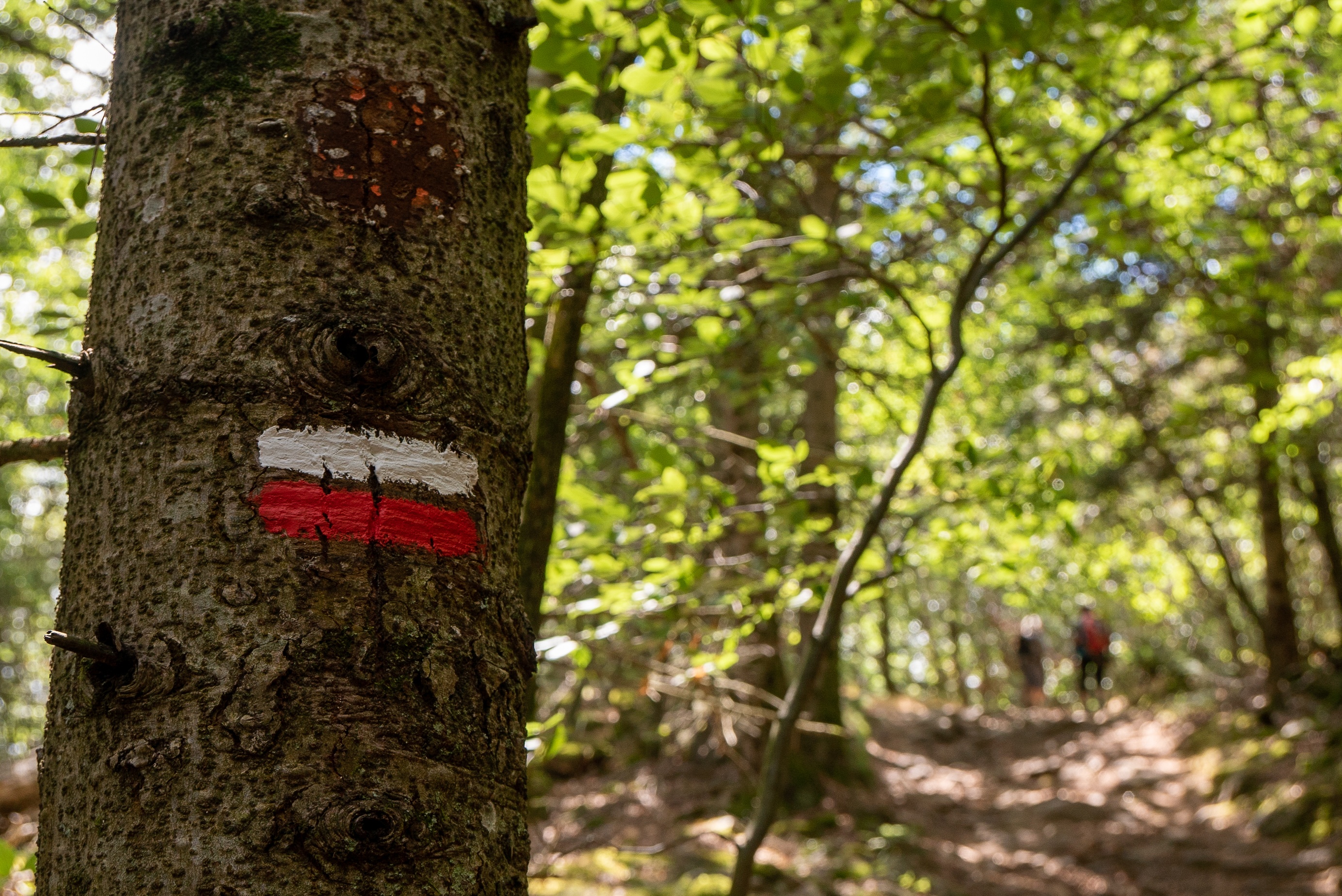 Au printemps, prenez votre temps sur les GR®