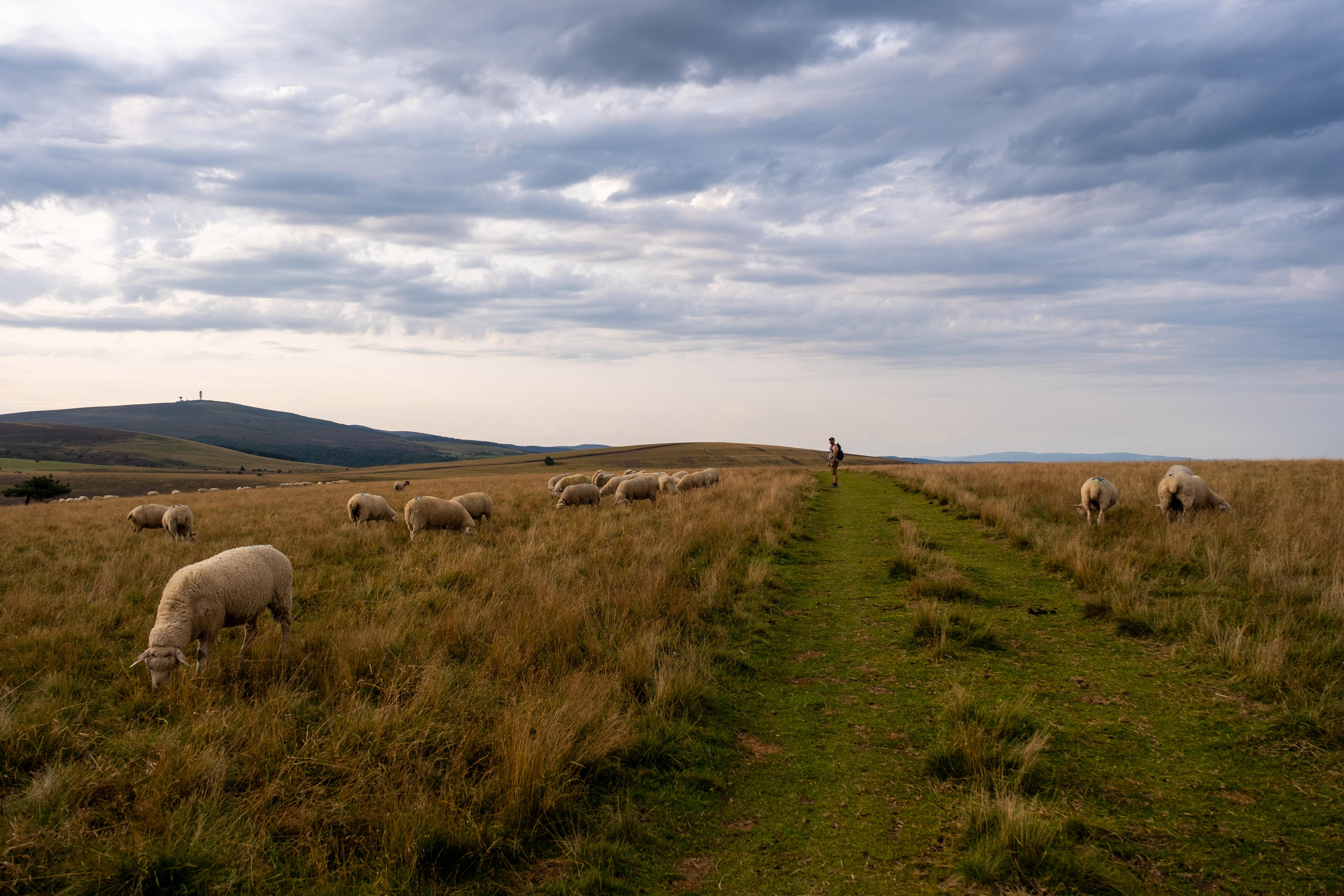 Un séjour itinérant accompagné dans les Monts du Forez